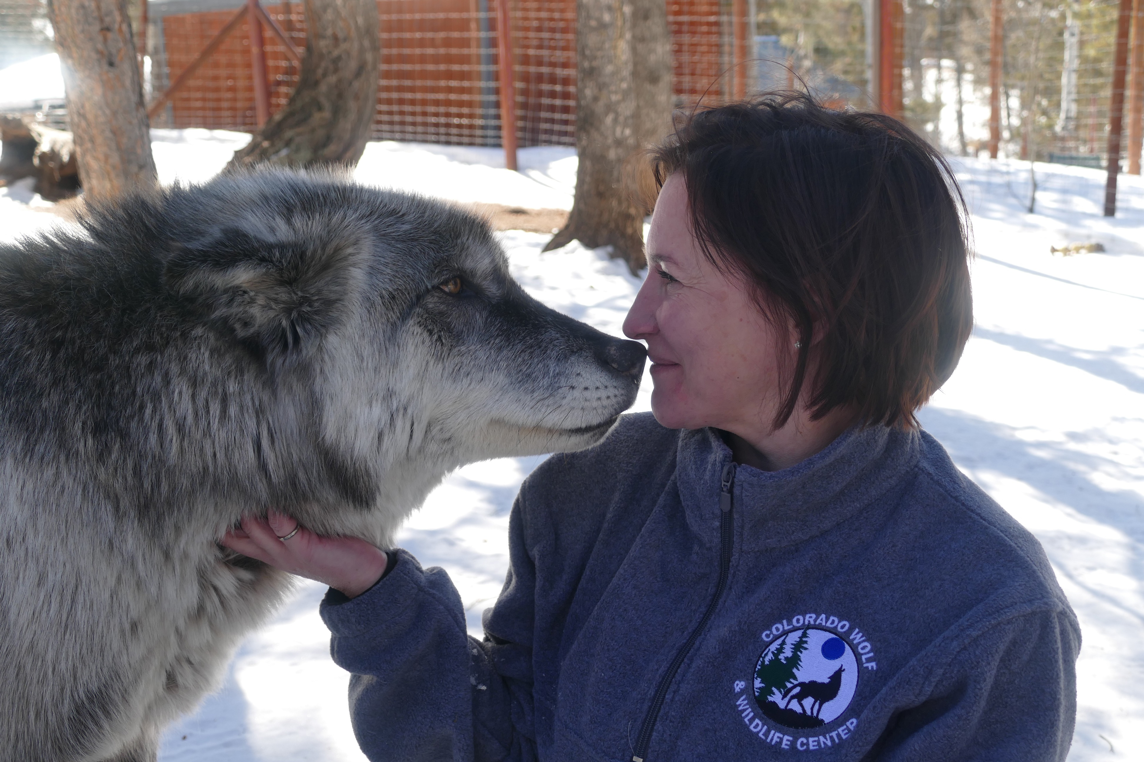 Agnieszka Elliott with a wolf at Colorado Wolf and Wildlife Center