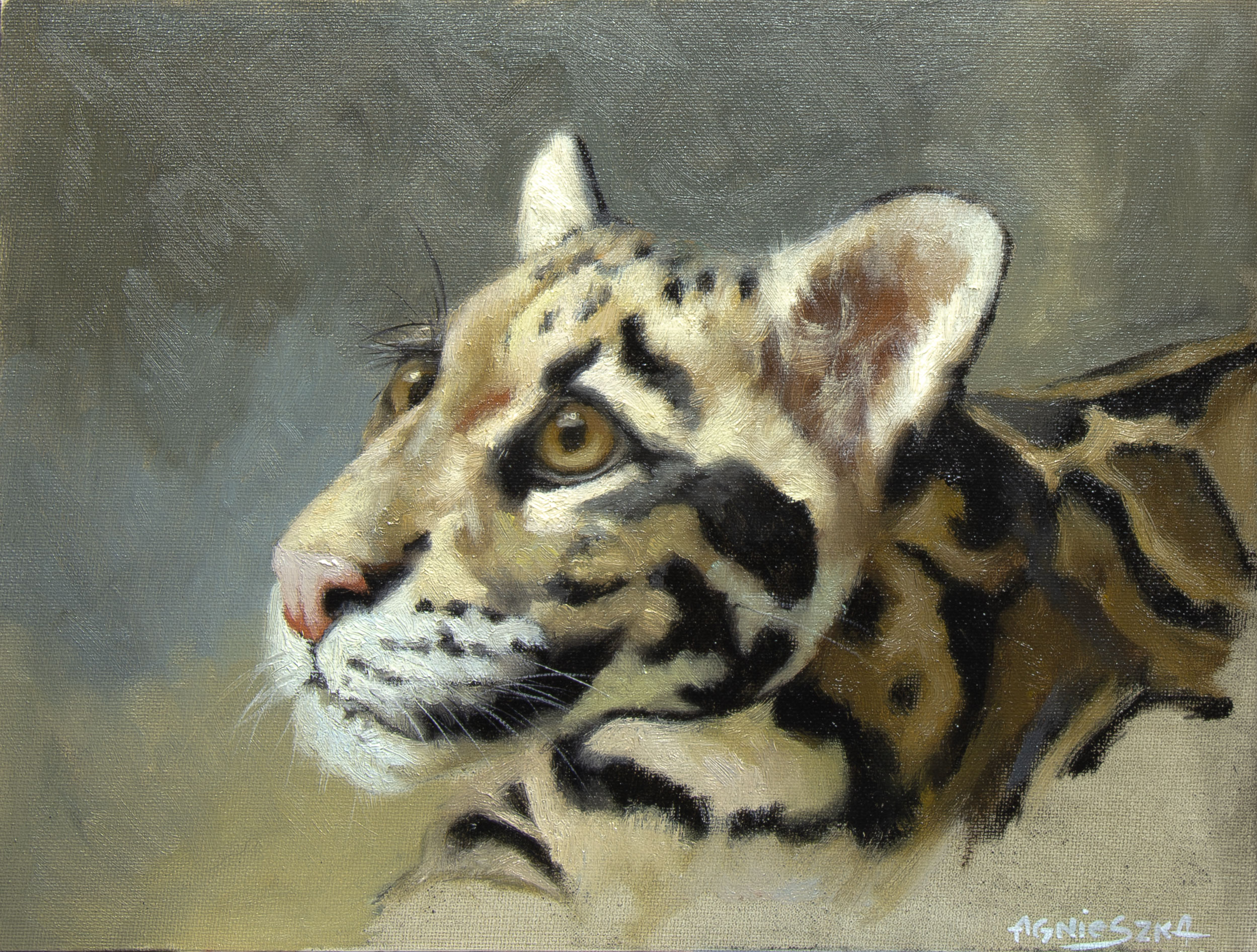 Clouded Leopard Baby