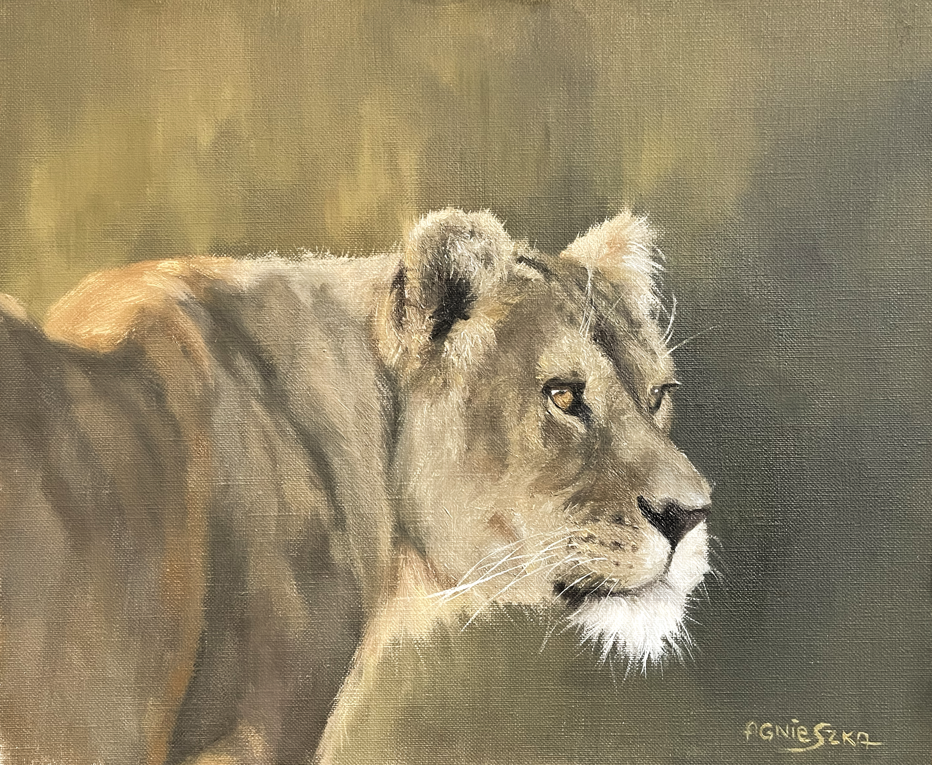 Lioness