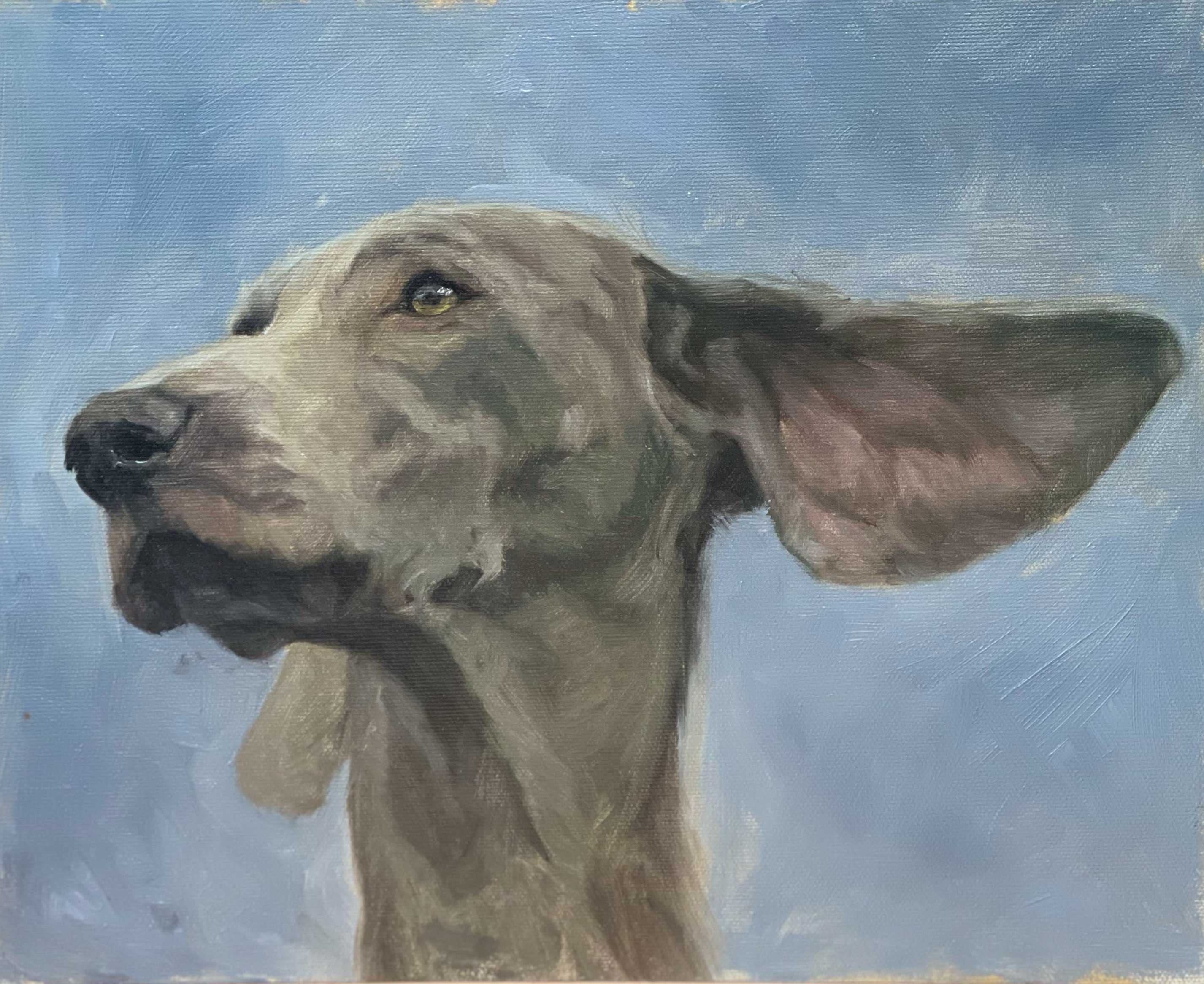 Weimaraner Study II